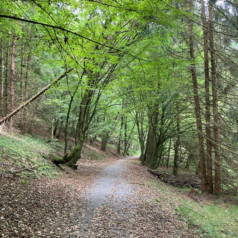 Tittling-Aicha vorm Wald