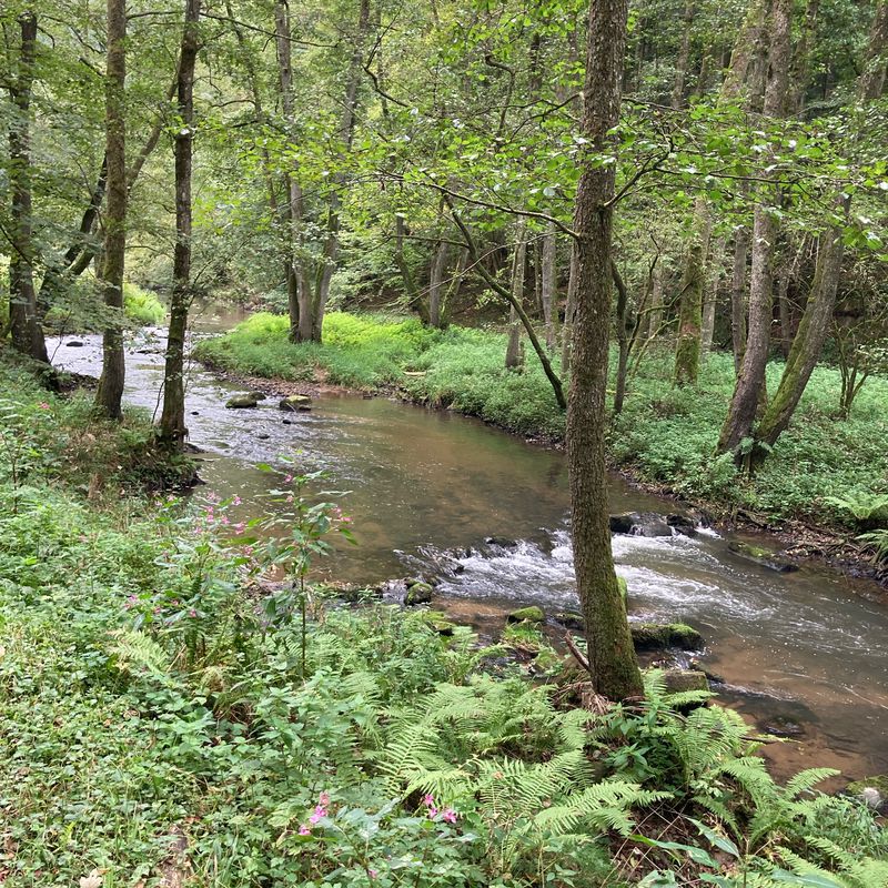 Tittling-Aicha vorm Wald