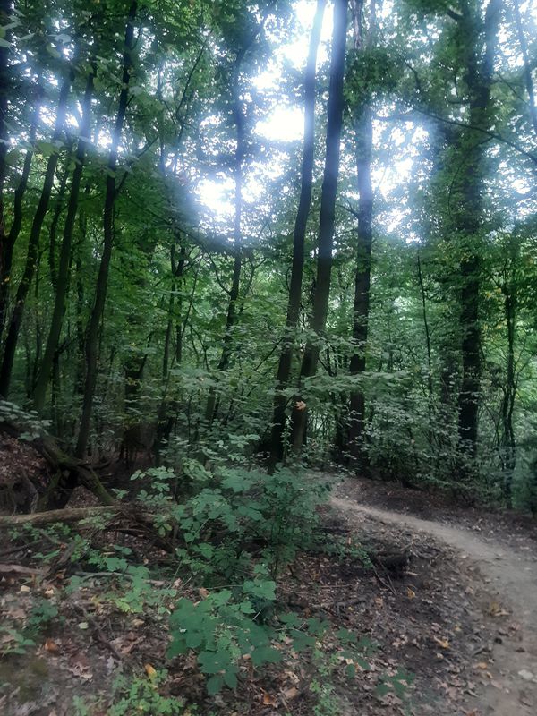 mtb con giro ottolenghi, 100 croci, strada dei colli, bosco delle fate, bric paluch,  insalata.....
