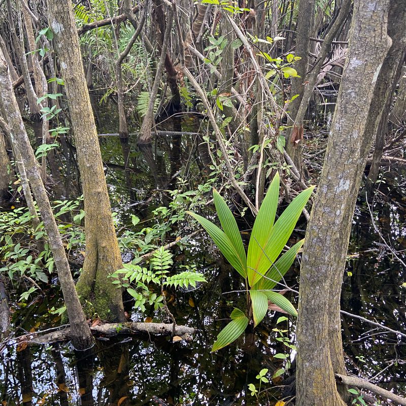 De Parque Ecuestre a Canovanas, Loiza y Rio Grande hasta punta Las Picuas