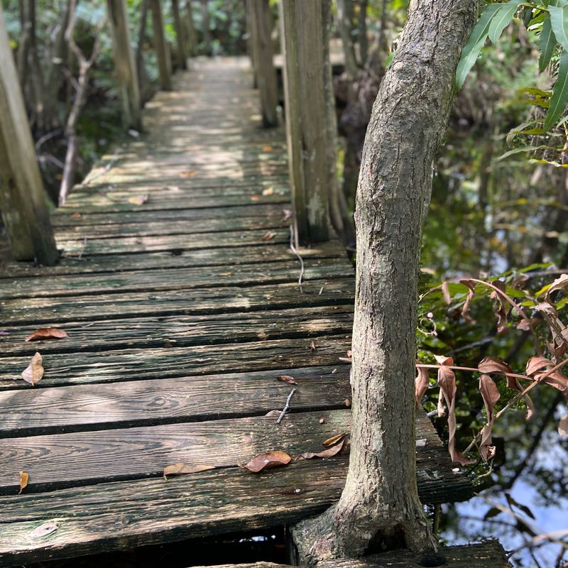 De Parque Ecuestre a Canovanas, Loiza y Rio Grande hasta punta Las Picuas