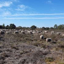 NR886: Von Weeze zum längsten Binnendünengürtel der Niederlande