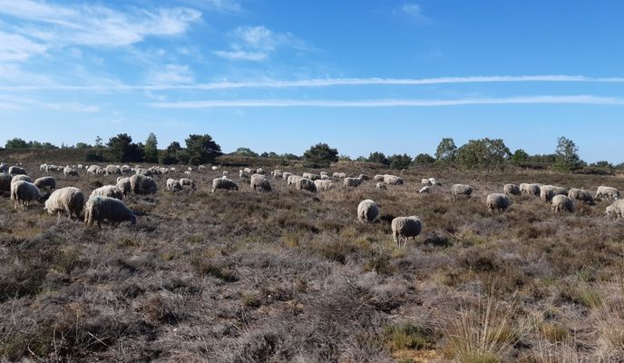 Photo 1 de l’itinéraire Bikemap « NR886: Von Weeze zum längsten Binnendünengürtel der Niederlande »