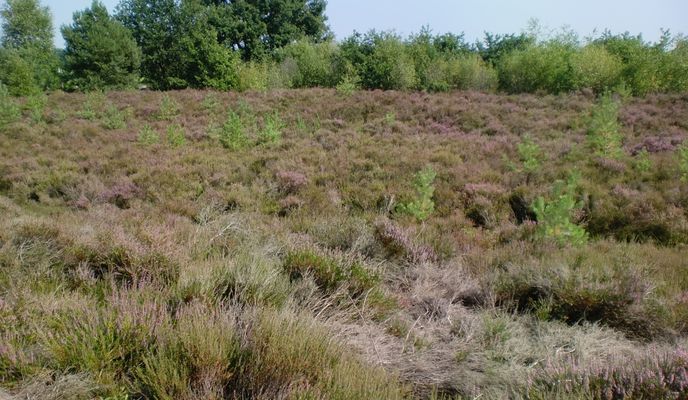 Photo 2 de l’itinéraire Bikemap « NR886: Von Weeze zum längsten Binnendünengürtel der Niederlande »