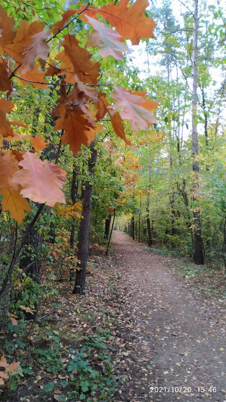 Ogrodnicza 50, Suchy Las do Chmielna 11, Suchy Las