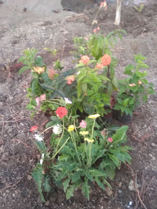 42J8+6V9, Salotagi to 42J8+6V9, Salotagi