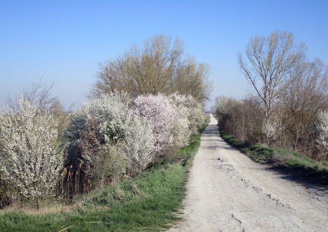 Famiglie in bici, anello Novellara - Guastalla 1