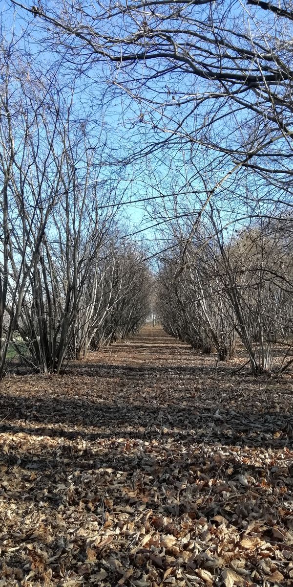 Foto 2: Treccine al vento
